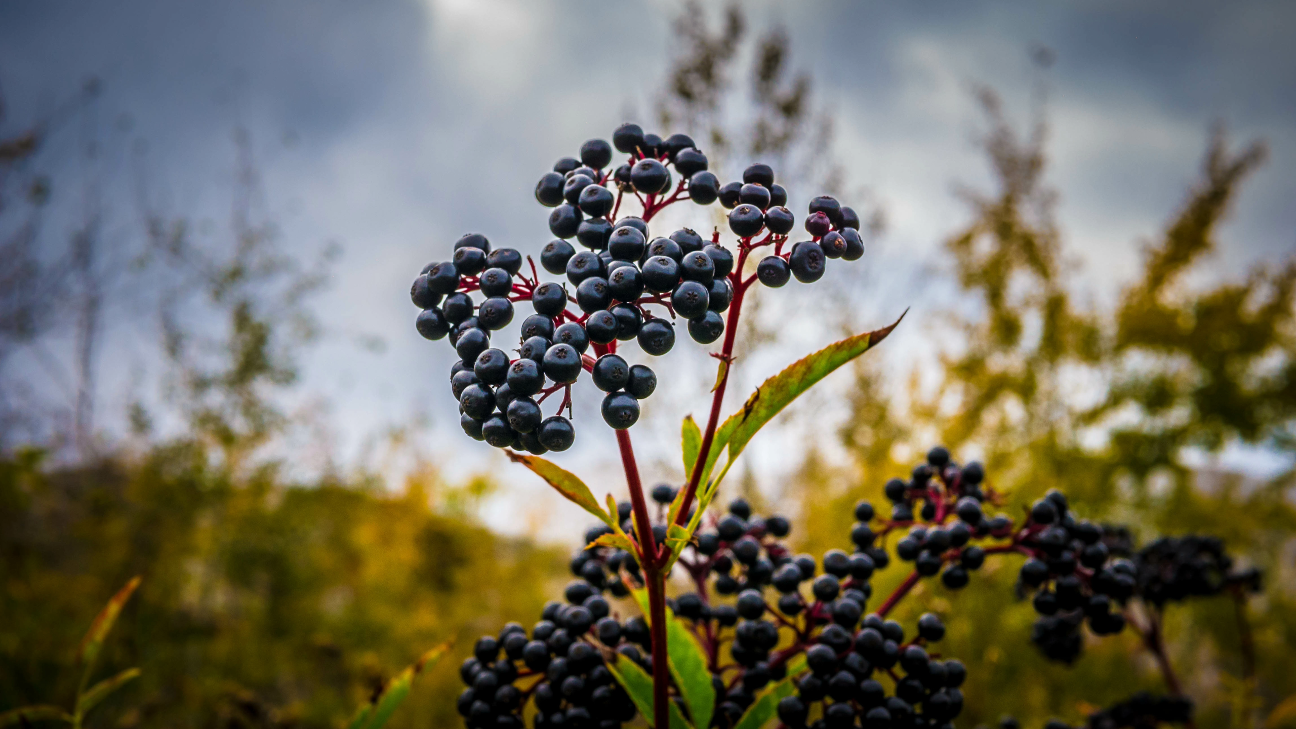 Why is Everyone Freaking Out About Elderberry?